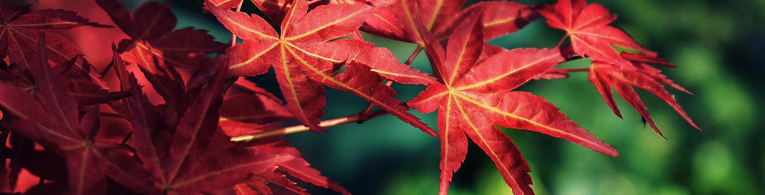 Branch with red leaves